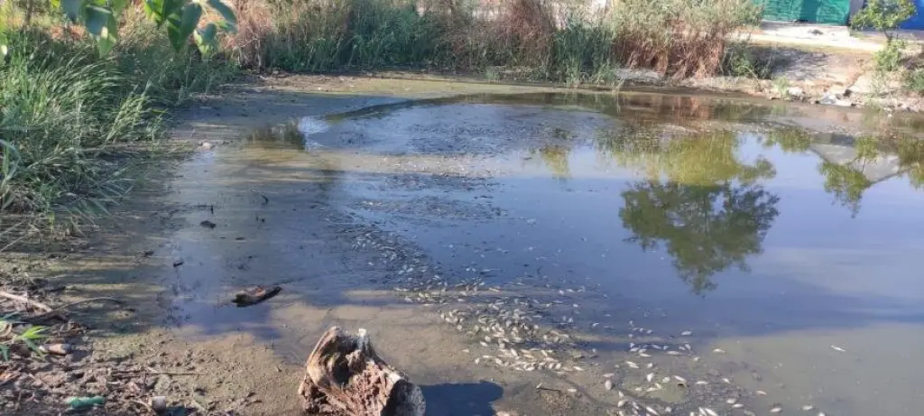 Критичне забруднення води на Одещині: екологи зафіксували небезпечні зміни