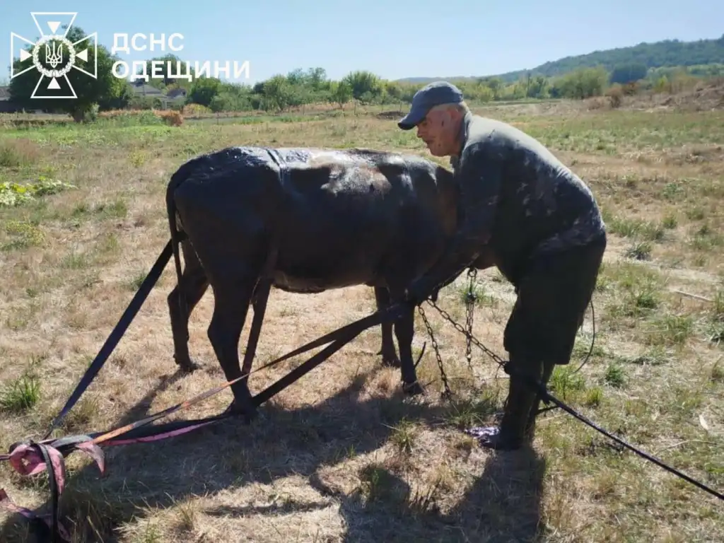 На Одещині рятувальники витягли корову з болотяної пастки