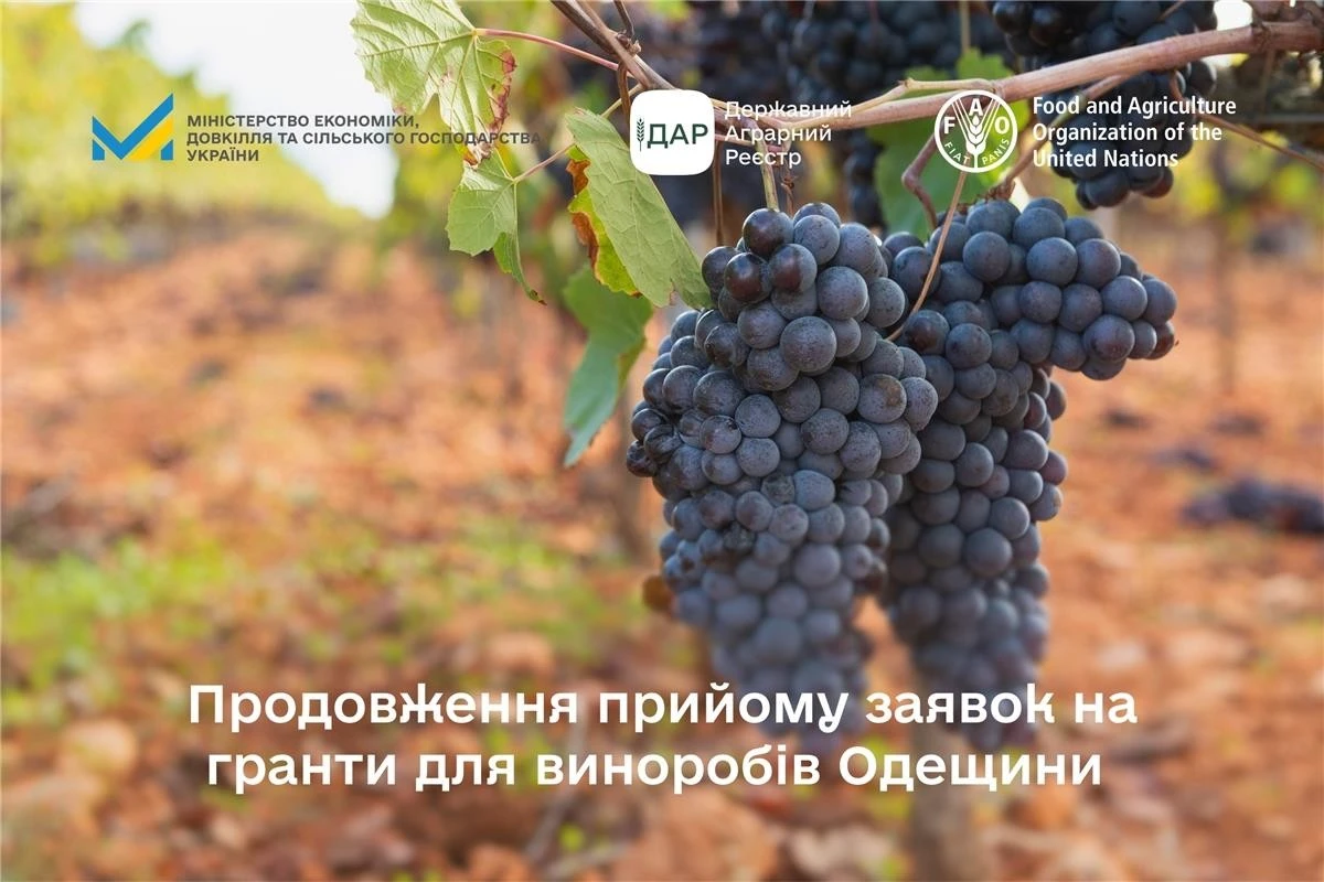 Винороби Одещини можуть претендувати на гранти до 25 тисяч доларів