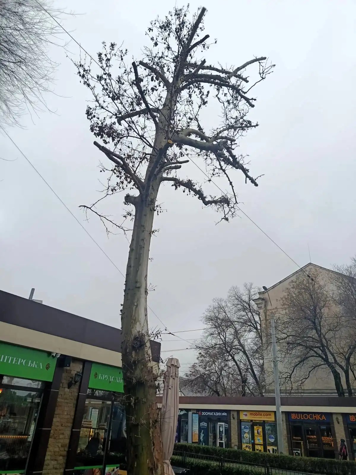 Обрізка без дозволу обернулася штрафом: в Одесі покарали за пошкодження платана