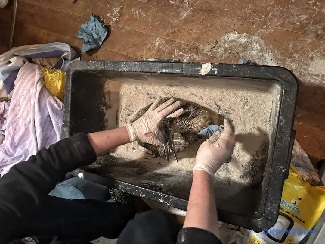 Пляжі Одеси під ударом: через витік олії до зоопарку масово привозять постраждалих птахів