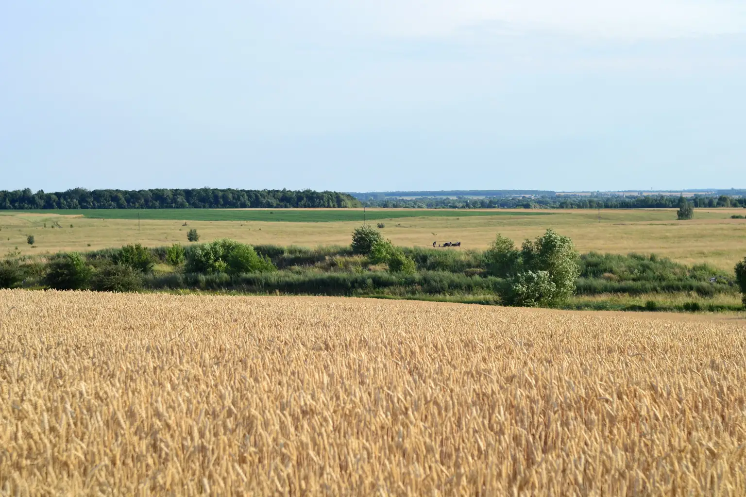 Самовільно розорав берег: на Одещині викрили незаконне захоплення землі біля річки