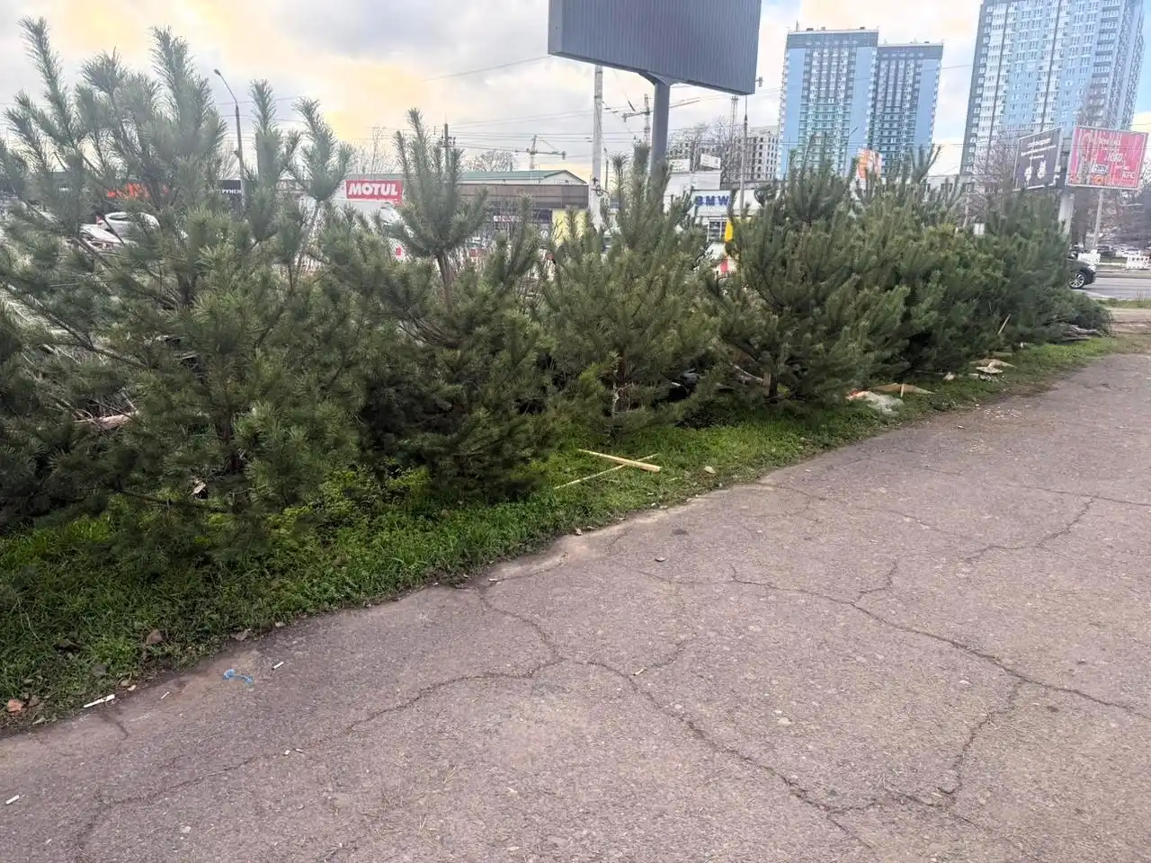Передсвяткові перевірки: у Одесі викрили нелегальні ялинкові точки
