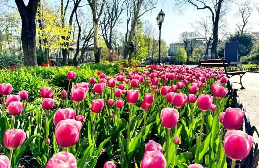 Квітковий гід Одесою: головні локації для весняних фотосесій