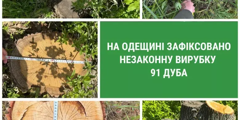 Знищення полезахисної смуги: на Одещині браконьєри спиляли дубів майже на мільйон гривень